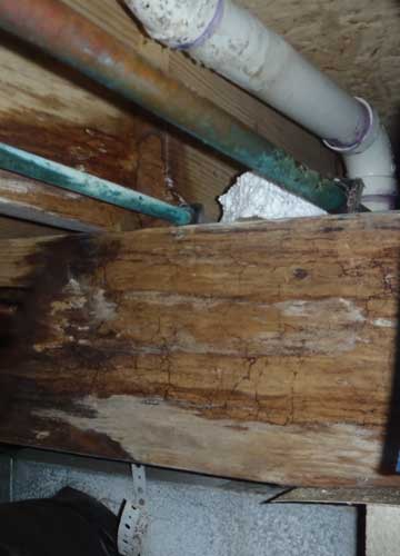 Rotten wood in ceiling in need of inspection